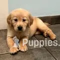 Princesa – Golden Retriever puppy for sale in Summerfield, FL