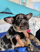 Duque, a male French Bulldog for sale in Summerfield, FL – Photo 2 of 2