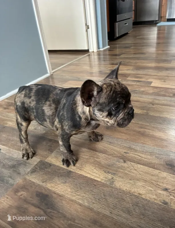 Duque – French Bulldog puppy for sale in Summerfield, FL