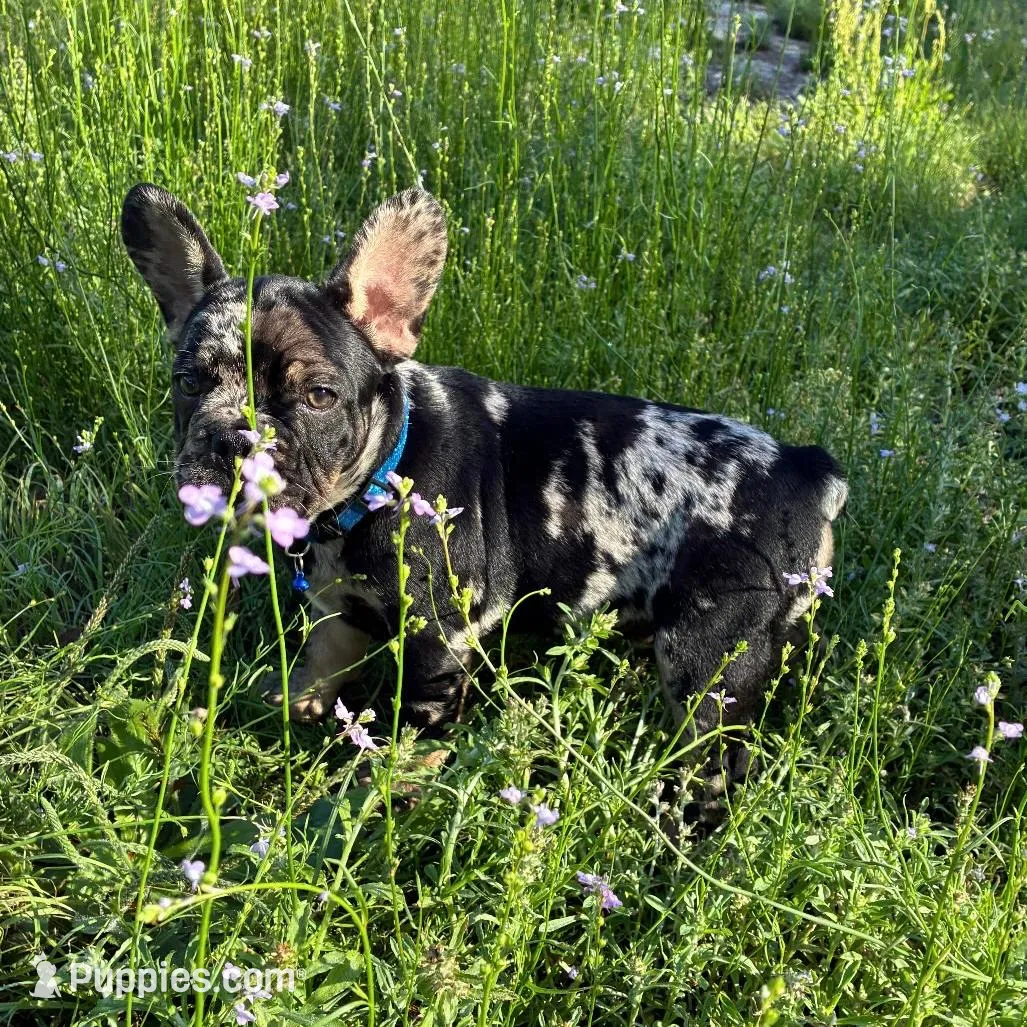 Duque – French Bulldog puppy for sale in Summerfield, FL