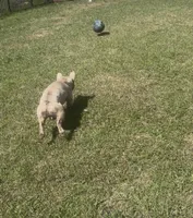 Nico, a male French Bulldog for sale in Columbia, SC – Photo 3 of 3