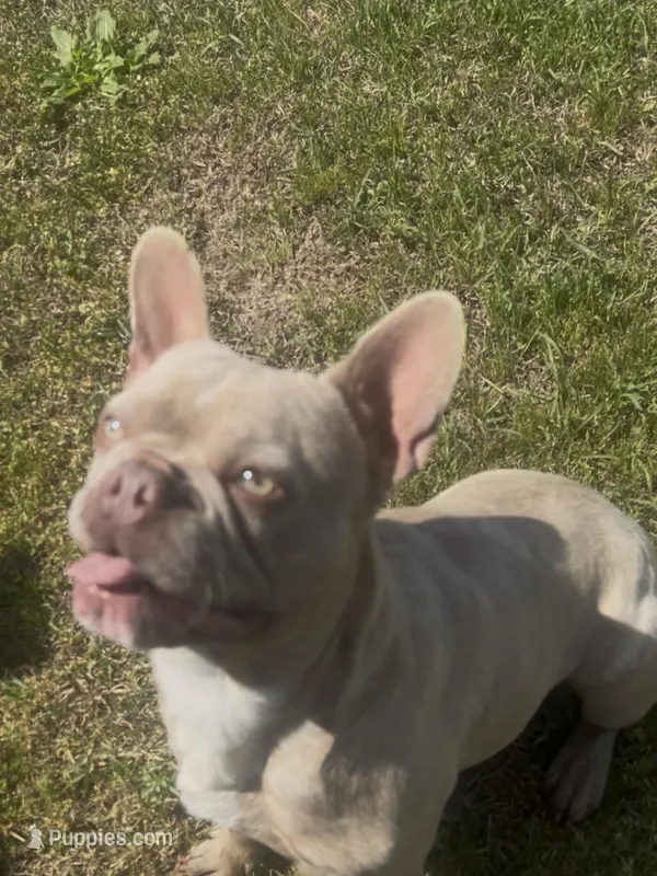 Nico – French Bulldog puppy for sale in Columbia, SC
