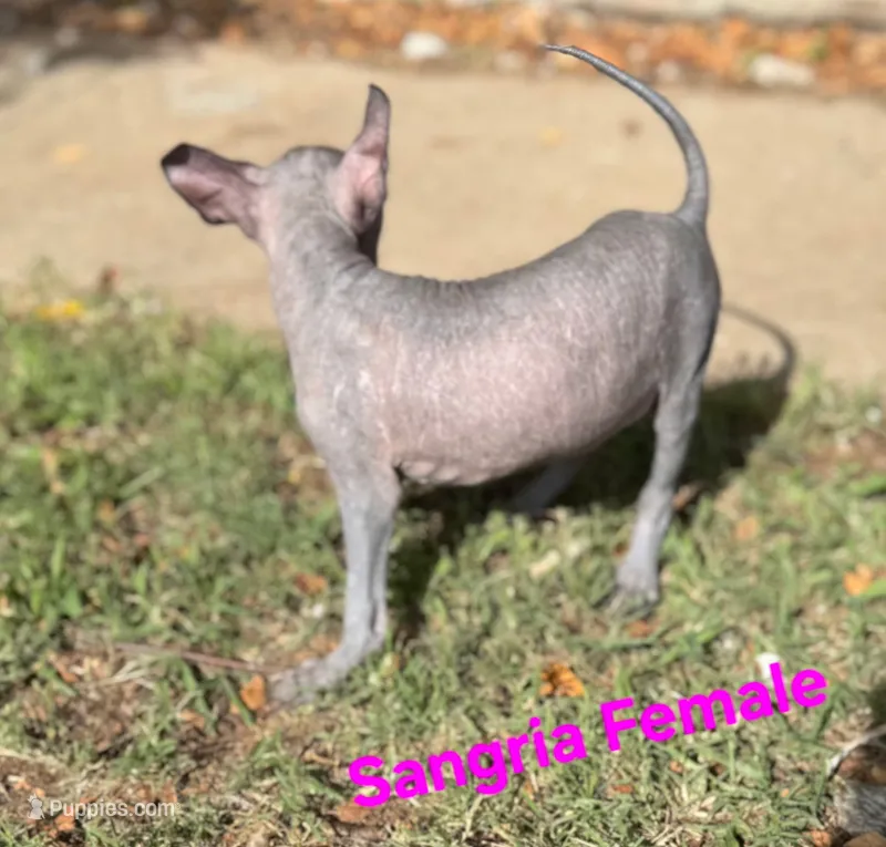 Sangria Mini/interm Xolo – Xoloitzcuintli puppy for sale in Woodruff, SC
