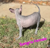 Sangria Mini/interm Xolo, a female Xoloitzcuintli for sale in Woodruff, SC – 1 of 10