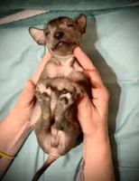 Diego Xolo, a male Xoloitzcuintli for sale in Woodruff, SC – Photo 8 of 10