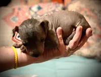 Diego Xolo, a male Xoloitzcuintli for sale in Woodruff, SC – Photo 2 of 10
