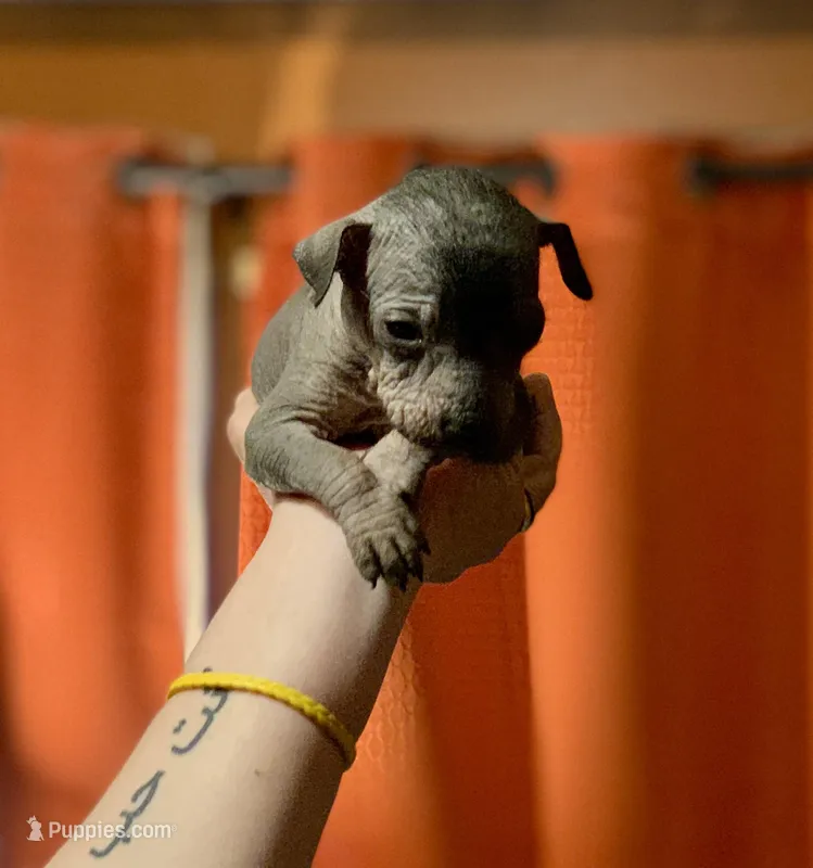 Diego Xolo, a male Xoloitzcuintli for sale in Woodruff, SC – Photo 1 of 10