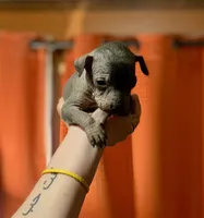 Diego Xolo, a male Xoloitzcuintli for sale in Woodruff, SC – Photo 1 of 10