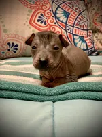 Diego Xolo, a male Xoloitzcuintli for sale in Woodruff, SC – Photo 10 of 10