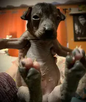 Diego Xolo, a male Xoloitzcuintli for sale in Woodruff, SC – Photo 5 of 10