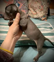 Diego Xolo, a male Xoloitzcuintli for sale in Woodruff, SC – Photo 6 of 10