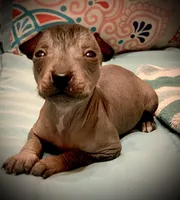 Diego Xolo, a male Xoloitzcuintli for sale in Woodruff, SC – Photo 4 of 10