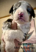 Male Red, a male Miniature Aussiedoodle for sale in Woodruff, SC – Photo 3 of 10