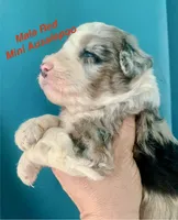 Male Red, a male Miniature Aussiedoodle for sale in Woodruff, SC – Photo 6 of 10