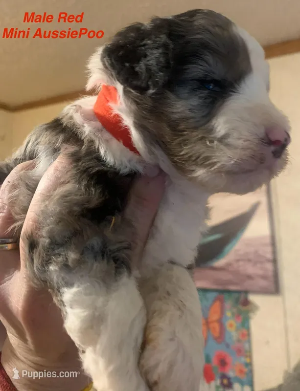 Male Red – Miniature Aussiedoodle puppy for sale in Woodruff, SC
