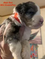 Male Red, a male Miniature Aussiedoodle for sale in Woodruff, SC – Photo 1 of 10