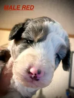 Male Red, a male Miniature Aussiedoodle for sale in Woodruff, SC – Photo 10 of 10