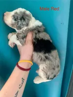 Male Red, a male Miniature Aussiedoodle for sale in Woodruff, SC – Photo 7 of 10