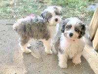 Mr.Red Mini, a male Miniature Aussiedoodle for sale in Woodruff, SC – Photo 8 of 10