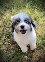Mr.Red Mini, a male Miniature Aussiedoodle for sale in Woodruff, SC – Photo 4 of 10