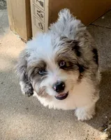 Mr.Red Mini, a male Miniature Aussiedoodle for sale in Woodruff, SC – Photo 9 of 10