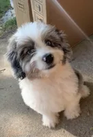 Mr.Red Mini, a male Miniature Aussiedoodle for sale in Woodruff, SC – Photo 3 of 10