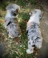 Mr.Red Mini, a male Miniature Aussiedoodle for sale in Woodruff, SC – Photo 7 of 10