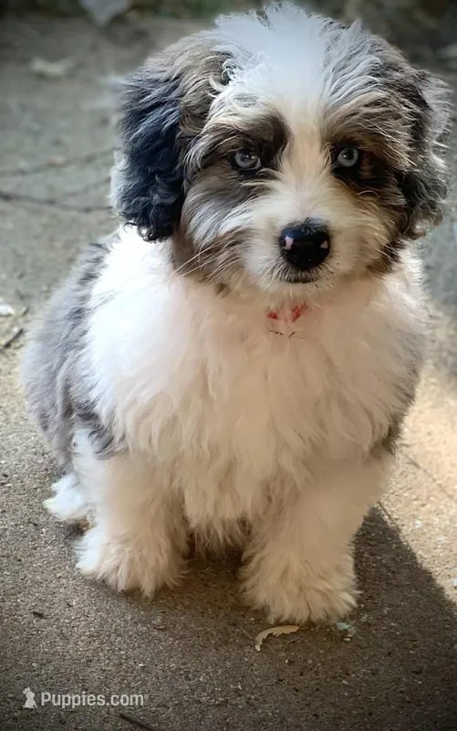 Mr.Red Mini – Miniature Aussiedoodle puppy for sale in Woodruff, SC