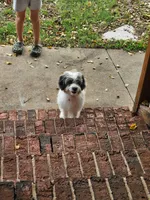 Mr.Red Mini, a male Miniature Aussiedoodle for sale in Woodruff, SC – 2 of 8