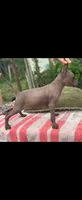 Female Mini/Intermediate, a female Xoloitzcuintli for sale in Woodruff, SC – 2 of 2