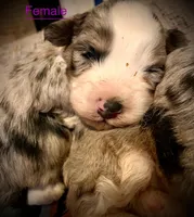 Cheyanne F1 Mini Aussiepoo Merle , a female Miniature Aussiedoodle for sale in Woodruff, SC – Photo 5 of 10