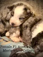 Cheyanne F1 Mini Aussiepoo Merle , a female Miniature Aussiedoodle for sale in Woodruff, SC – Photo 2 of 10