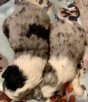 Cheyanne F1 Mini Aussiepoo Merle , a female Miniature Aussiedoodle for sale in Woodruff, SC – Photo 8 of 10