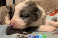 Cheyanne F1 Mini Aussiepoo Merle , a female Miniature Aussiedoodle for sale in Woodruff, SC – Photo 1 of 10