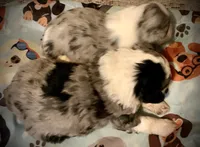 Cheyanne F1 Mini Aussiepoo Merle , a female Miniature Aussiedoodle for sale in Woodruff, SC – Photo 9 of 10