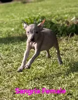 Sangria Mini/interm Xolo, a female Xoloitzcuintli for sale in Woodruff, SC – 5 of 10