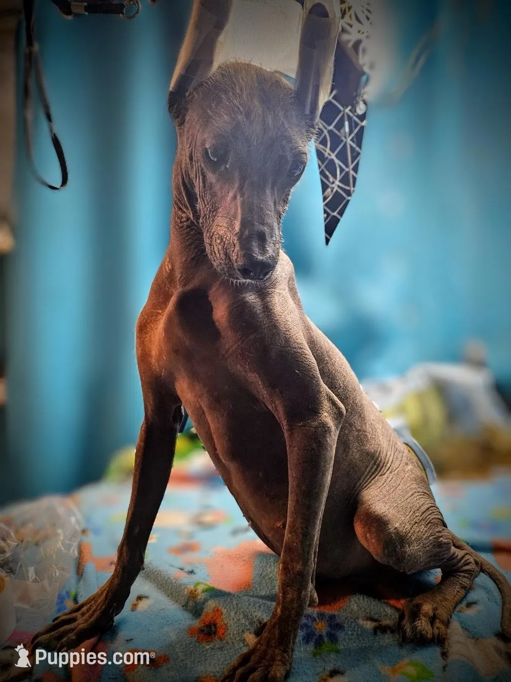 Santiago Standard, a male Xoloitzcuintli for sale in Woodruff, SC – Photo 5 of 9