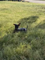 Diego Standard Xolo, a male Xoloitzcuintli for sale in Woodruff, SC – Photo 7 of 8