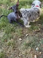 Diego Standard Xolo, a male Xoloitzcuintli for sale in Woodruff, SC – Photo 4 of 8