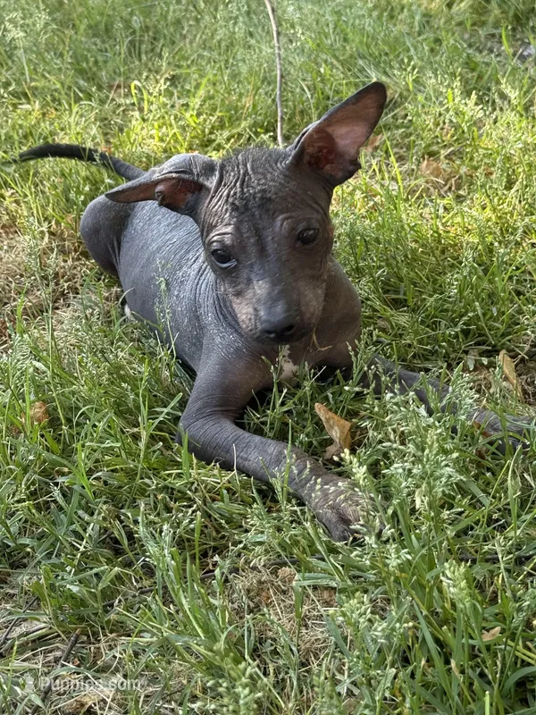 Diego Standard Xolo – Xoloitzcuintli puppy for sale in Woodruff, SC