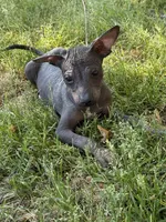 Diego Standard Xolo, a male Xoloitzcuintli for sale in Woodruff, SC – Photo 1 of 8