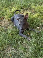 Diego Standard Xolo, a male Xoloitzcuintli for sale in Woodruff, SC – Photo 6 of 8