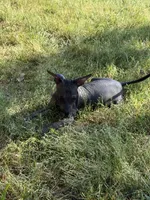 Diego Standard Xolo, a male Xoloitzcuintli for sale in Woodruff, SC – Photo 2 of 8