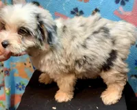 Female Merle Mini, a female Miniature Aussiedoodle for sale in Woodruff, SC – Photo 2 of 6