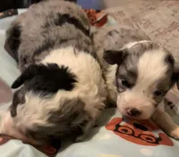 Female Merle Mini, a female Miniature Aussiedoodle for sale in Woodruff, SC – Photo 2 of 8