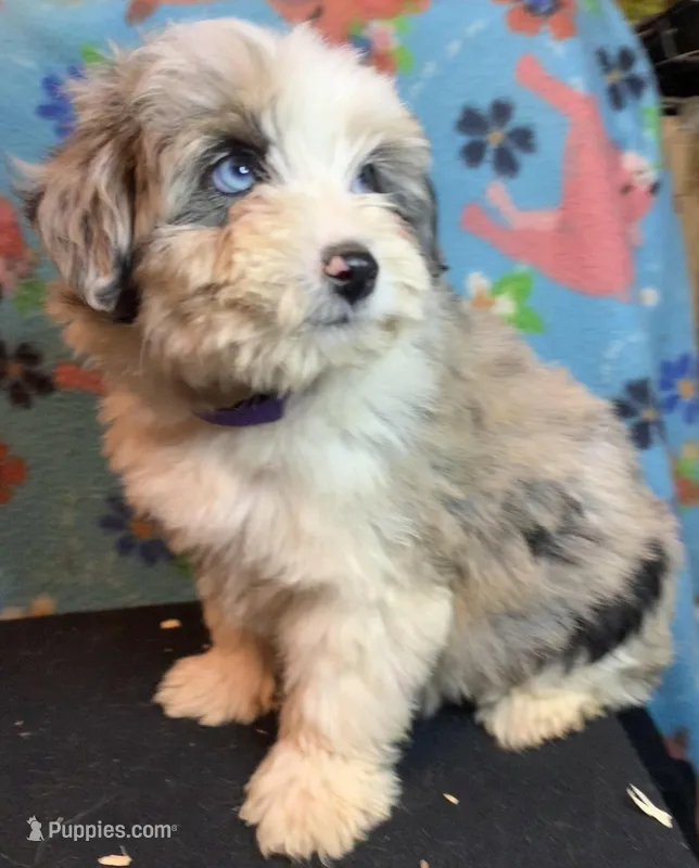 Female Merle Mini – Miniature Aussiedoodle puppy for sale in Woodruff, SC