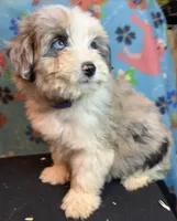Female Merle Mini, a female Miniature Aussiedoodle for sale in Woodruff, SC – Photo 1 of 6
