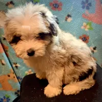 Female Merle Mini, a female Miniature Aussiedoodle for sale in Woodruff, SC – Photo 4 of 6