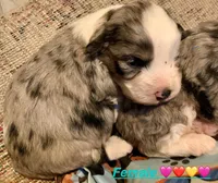 Female Merle Mini, a female Miniature Aussiedoodle for sale in Woodruff, SC – Photo 7 of 8