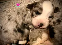 Female Merle Mini, a female Miniature Aussiedoodle for sale in Woodruff, SC – Photo 4 of 8